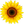 Sunflower oil