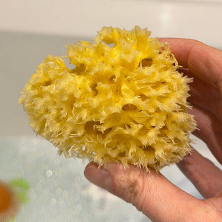 Organic Sea Sponge