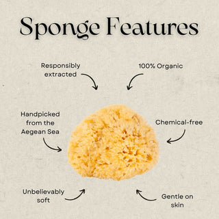 Organic Sea Sponge
